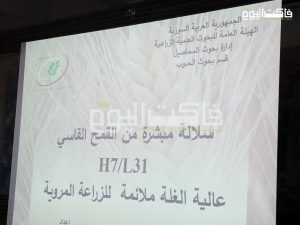 "شام 12" صنف جديد من القمح الطري تعتمده وزارة الزراعة.